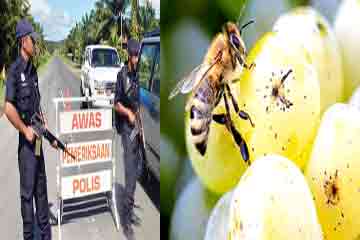 غزة تحظر دخول “عسل النحل “المصري دعما للمنتج المحلي