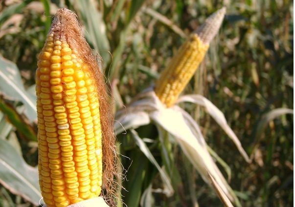 “الزراعة” تحدد اليات الزراعة التعاقدية للذرة الصفراء  الاسبوع المقبل ..و330 جنيها اسعار التوريد للموسم المقبل