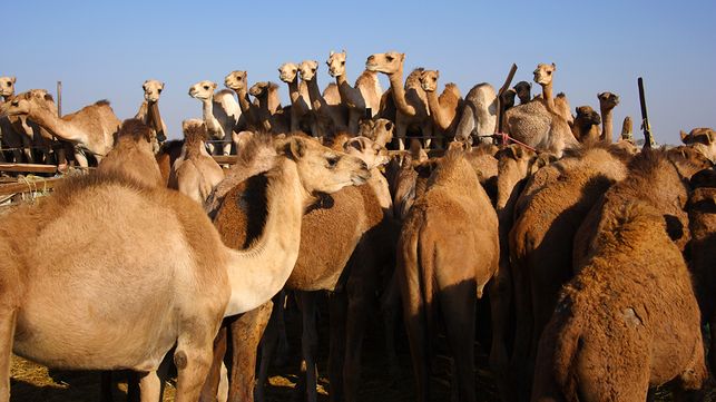 %25 تراجعاً في استيراد الجمال الحية والدولار يدفع الأسعار للارتفاع