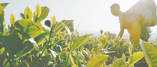 « دبي » بوابة القارة السمراء إلي العالم الخارجي!!