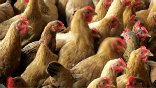 إنفلونزا الطيور في الصين تكلف أكثر من 65 مليار دولار