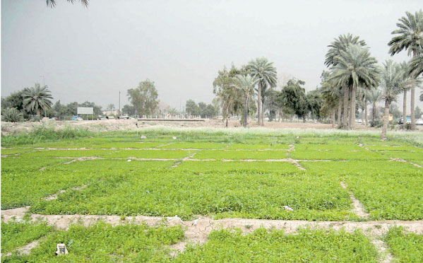 الاستثمار الزراعى