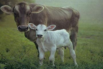 الجارحى: تحسين الثروة الحيوانية بدعم العلف والاشراف البيطرى المجانى