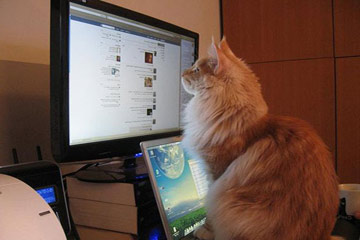 القطط تدخل عالم مواقع التواصل الاجتماعي بتطبيق أنظمة أندرويد