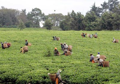 نيجيريا تؤكد حصولها علي ملياري دولا من مؤسسات دولية لدعم قطاع الزراعة