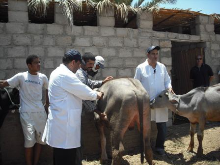 زراعة الشورى : عجز الطب البيطري اقترب من مليارين ولن نسمح باى باب للفساد