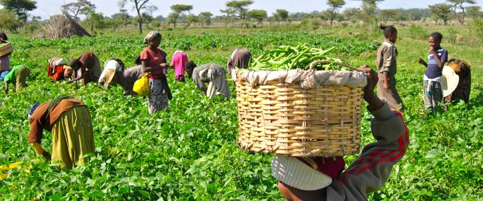 إثيوبيا .. شنغهاي أفريقيا