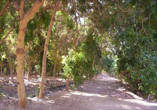 الأقصر تضم أكبر غابة شجرية بعد تخصيص 1941 فدان