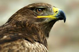 صيد الصقور فى الحضارة العربية