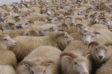 “زراعة البحرالأحمر” تطرح خراف حية للبيع ب 36.5 جنيها للكيلو