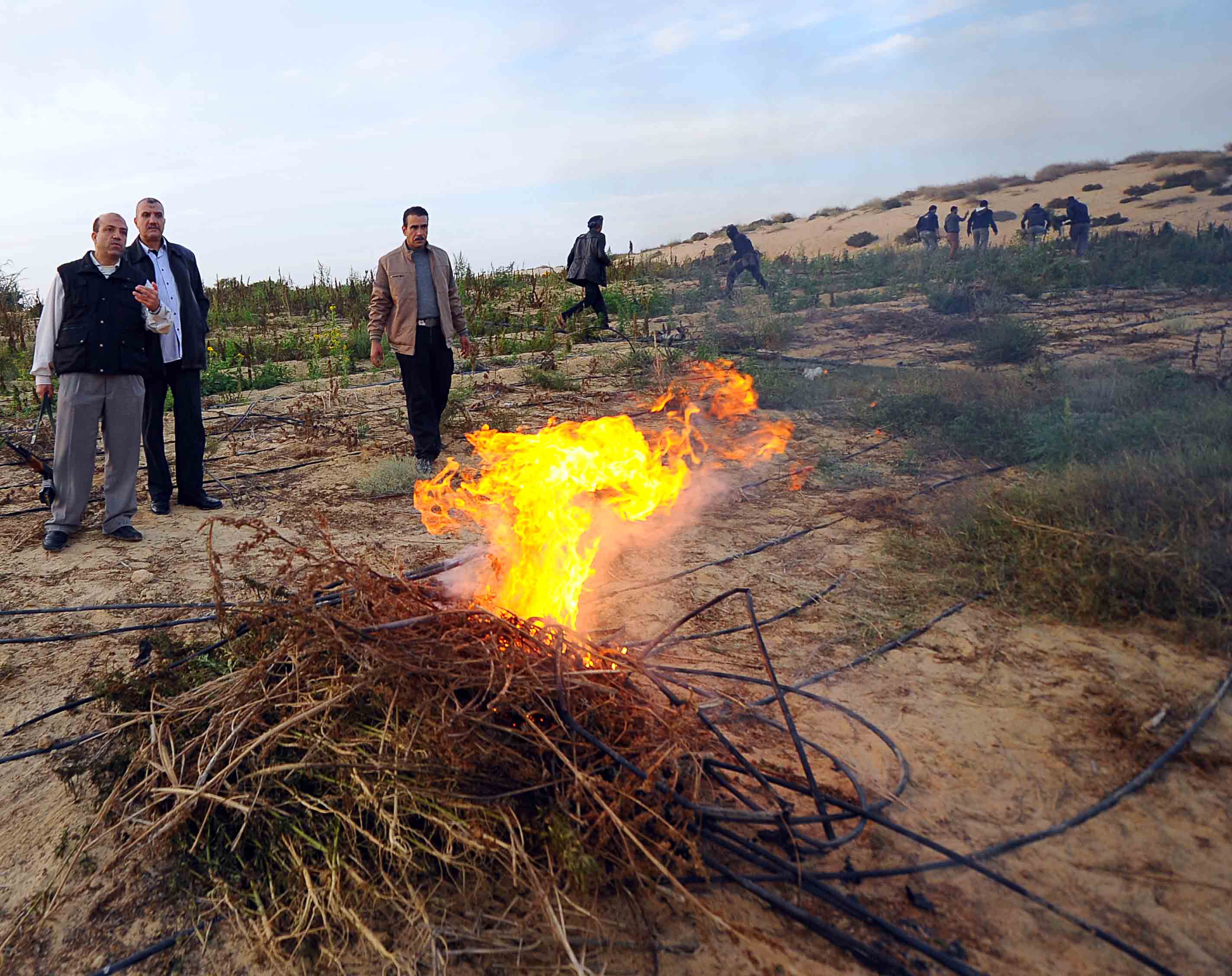 حملة على مزارع البانجو والافيون بشمال سيناء