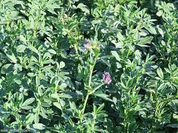 “مؤسسة جعارة ” تطلق هجين للجزر برسيم حجازى يتحمل الجفاف والأمراض واقل احتياجا للمياة