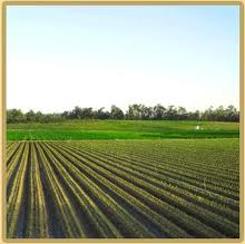 «الصندوق السعودى» يدبر 150 مليون ريال لشركة رخاء للاستثمار الزراعى