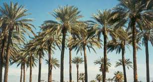 الزراعة: توفير المبيدات اللازمة لحماية المحاصيل من سوسة النخيل والنمل الابيض