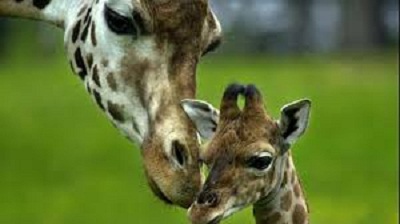 قطر تخطط لافتتاح حديقة حيوان على مستوى عالمي في 2020