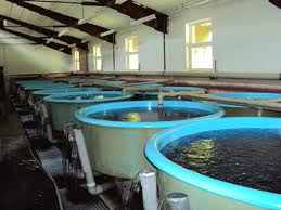 الاحصاء: المزارع السمكية تدفع الانتاج السمكي للزيادة 0,7% في 2012