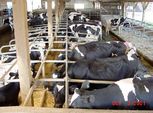 « نيوداب » تخطط لاستثمار 62 مليون جنيه فى 4 مشروعات العام الجارى