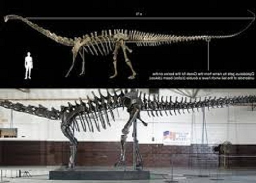 إعمار العقارية تشتري بقايا ديناصور عمره 150 مليون سنة
