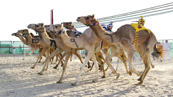 الاسماعيلية تنهى استعداداتها لانطلاق الدورة الثالثة عشر لمهرجان سباقات الهجن بمشاركة عدد من الدول العربية