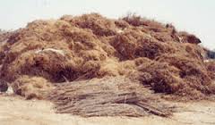 وزيرا الزراعة والتعليم العالي يبحثان الاستفادة من 34 مليون طن مخلفات زراعية