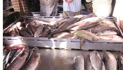 «المصرية لتسويق الأسماك » تضخ 12 مليون جنيه لإحلال وتجديد أسطول النقل