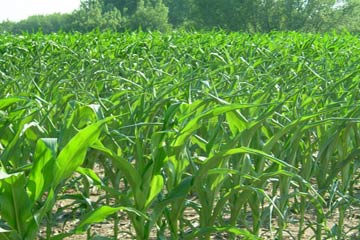 “الإحصاء”: تراجع مساحة الأراضى المستصلحة بنسبة41.3%