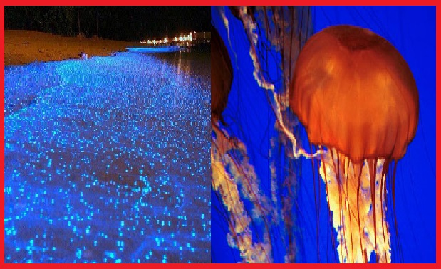 ظهور القناديل لأول مرة في بحيرة قارون