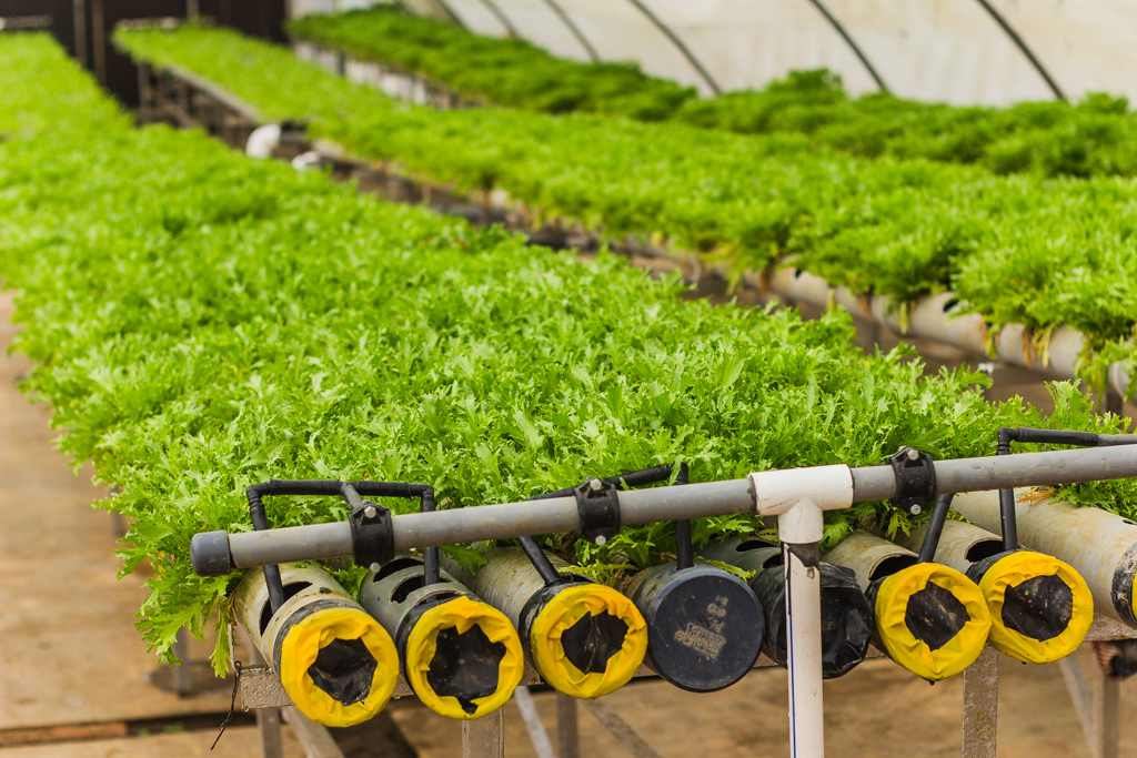 بالصور.. إنتاج الزراعة بدون تربة 15 أضعاف العادية