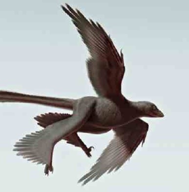 ديناصور, الصين, ديناصور بأربعة أجنحة, صور ديناصور