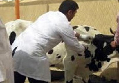 “الاسماعيلية” تحصن وتفحص 162 الف و319 راس ماشية خلال يونيو الماضى