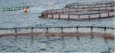 البيئة والقوات البحرية تحبطان عملية صيد مخالف للكائنات البحرية بالبحر الاحمر