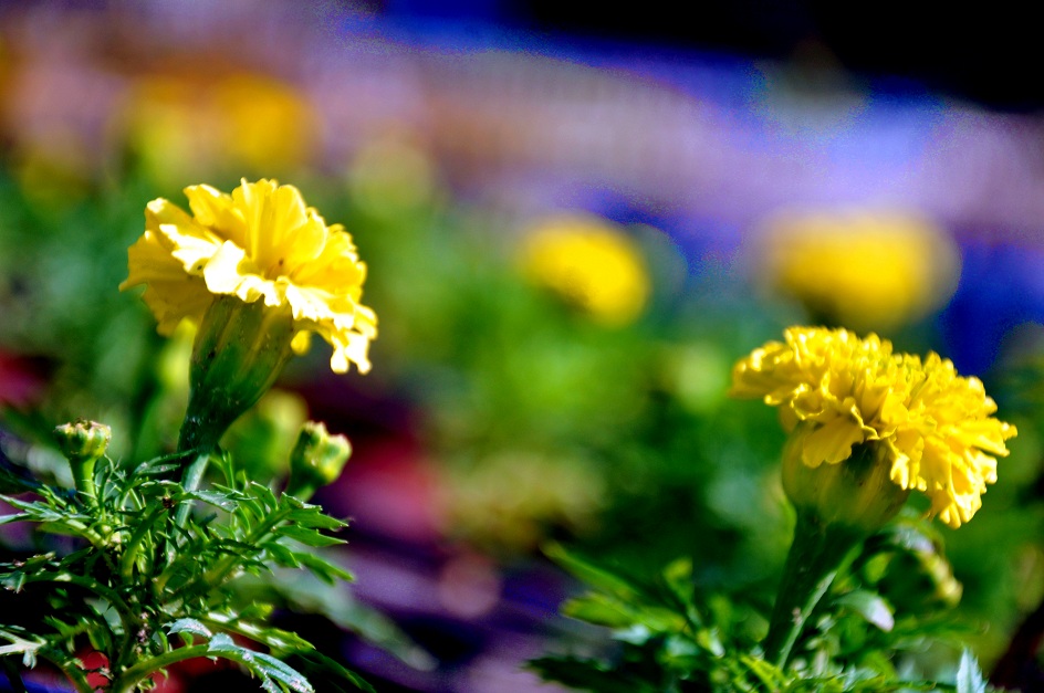 محافظ الدقهلية يفتتح معرض (سحر الزهور) بقصر ثقافة المنصورة