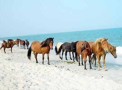 بالصور.. أفضل 10 جزر في كندا