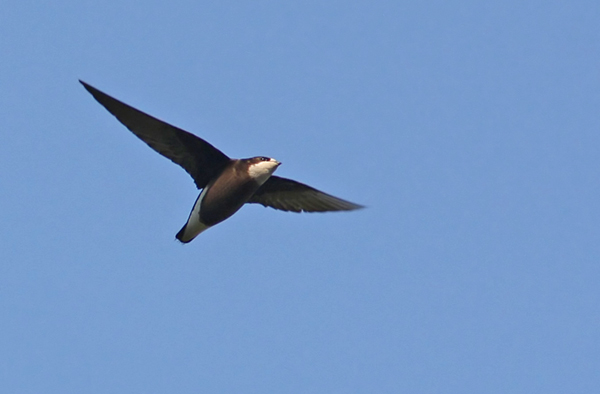 قائمة اسرع 10 طيور في العالم