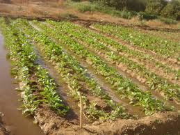 «صافولا مصر» تطلب استصلاح 100 ألف فدان لزراعة بنجر السكر بالمنيا