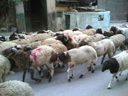 “فودافون” تتفق مع “بنك الطعام” على شراء “صك الأضحية” عبر “فودافون كاش”