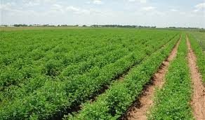 أمين عام نقابة الفلاحين : الزراعات التعاقدية تضاعف انتاج المحاصيل الزراعية