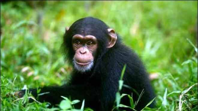 قرد يشارك في تحدي الثلج