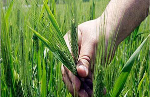 الظاهرة الزراعية