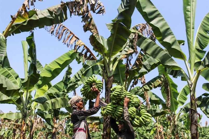 بالصور.. حصاد الموز في أكبر منتج له في العالم