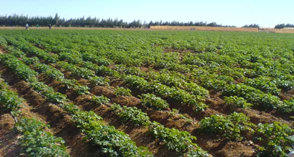 الظاهرة القابضة الزراعية