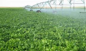 بورسعيد للتنمية