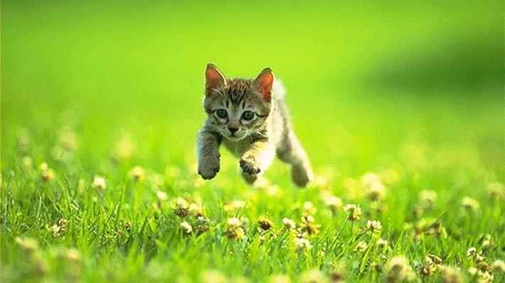 أغلى التطبيقات على متجر “أندرويد”