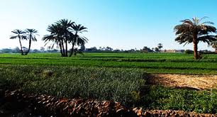 انعقاد مؤتمر “عصب التنمية الزراعى” منتصف ديسمبر بمشاركة 500 رجل أعمال