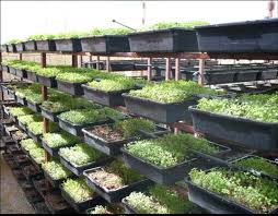 مشروعات زراعية