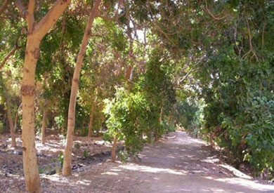 الغابة الشجرية - أرشيفية