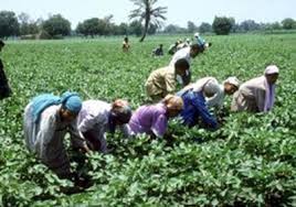 المجلس الأعلى لشئون الفلاحين