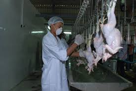 مجزر الدواجن