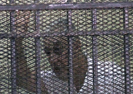 وزير البترول الأسبق