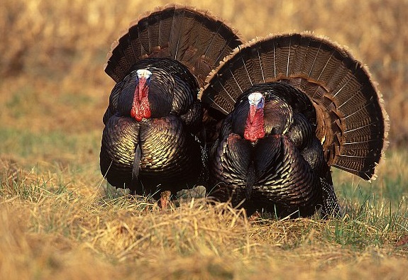 إعدام نحو 12.5 ألف من طيور “الديك الرومى” لإصابتها بــ “إنفلونزا الطيور” فى المنيا